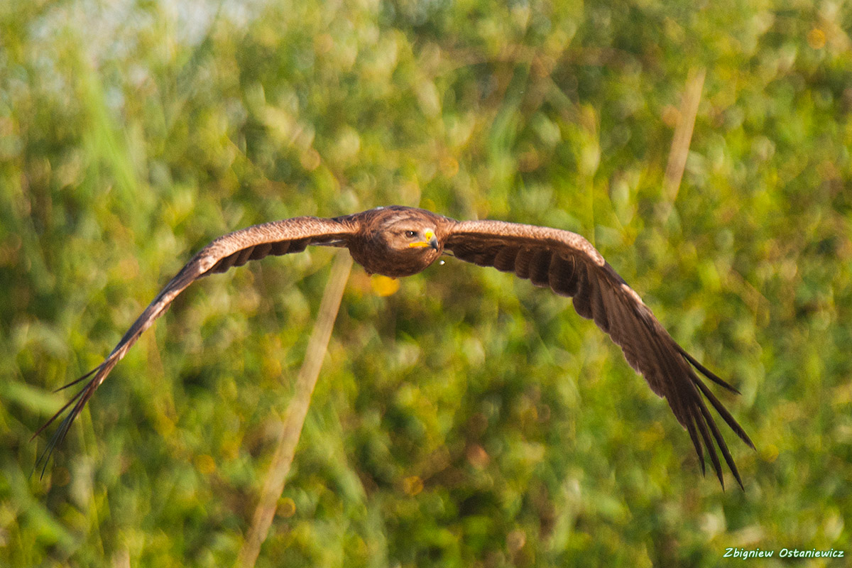 Orlik krzykliwy (Aquila pomarina)