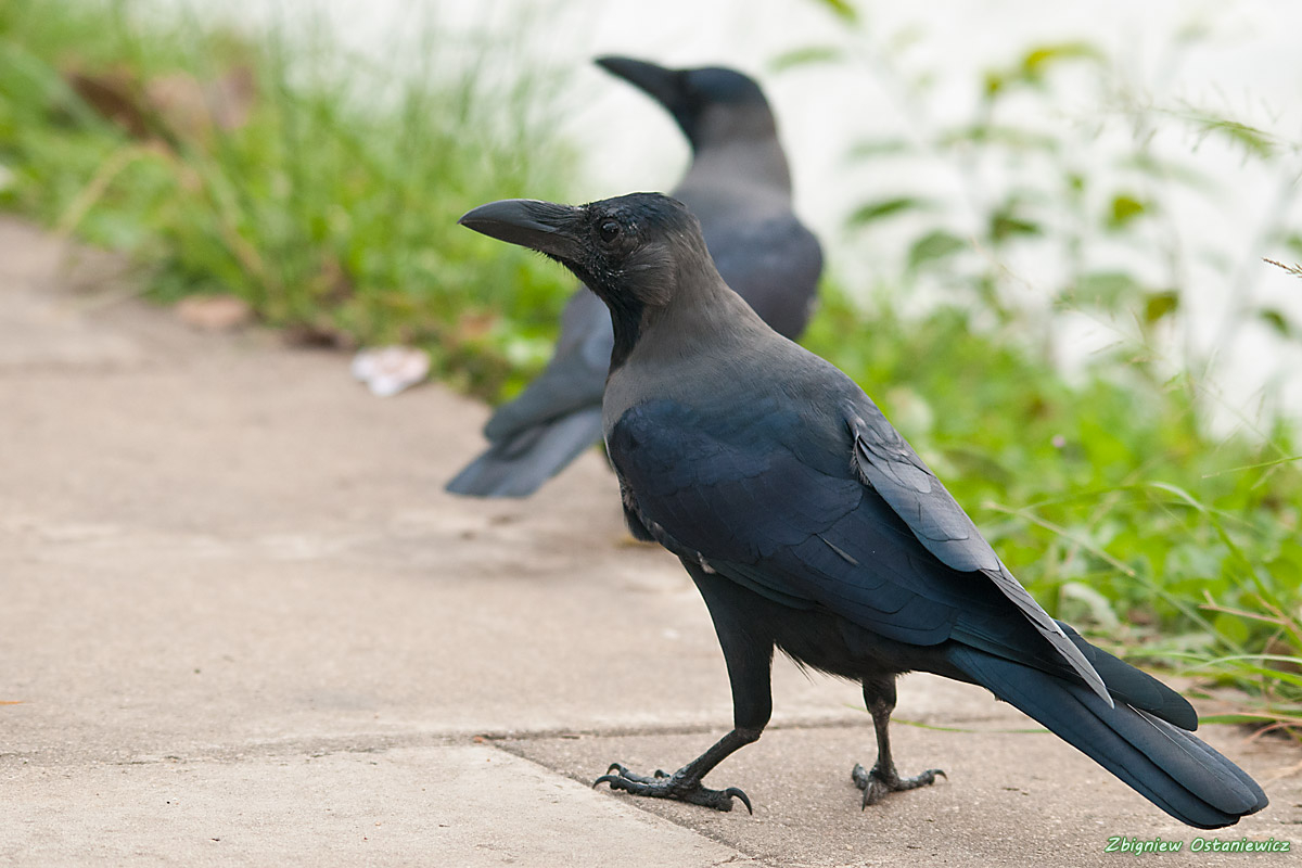 Wrona wielkodzioba (Corvus macrorhynchos) - Sri Lanka