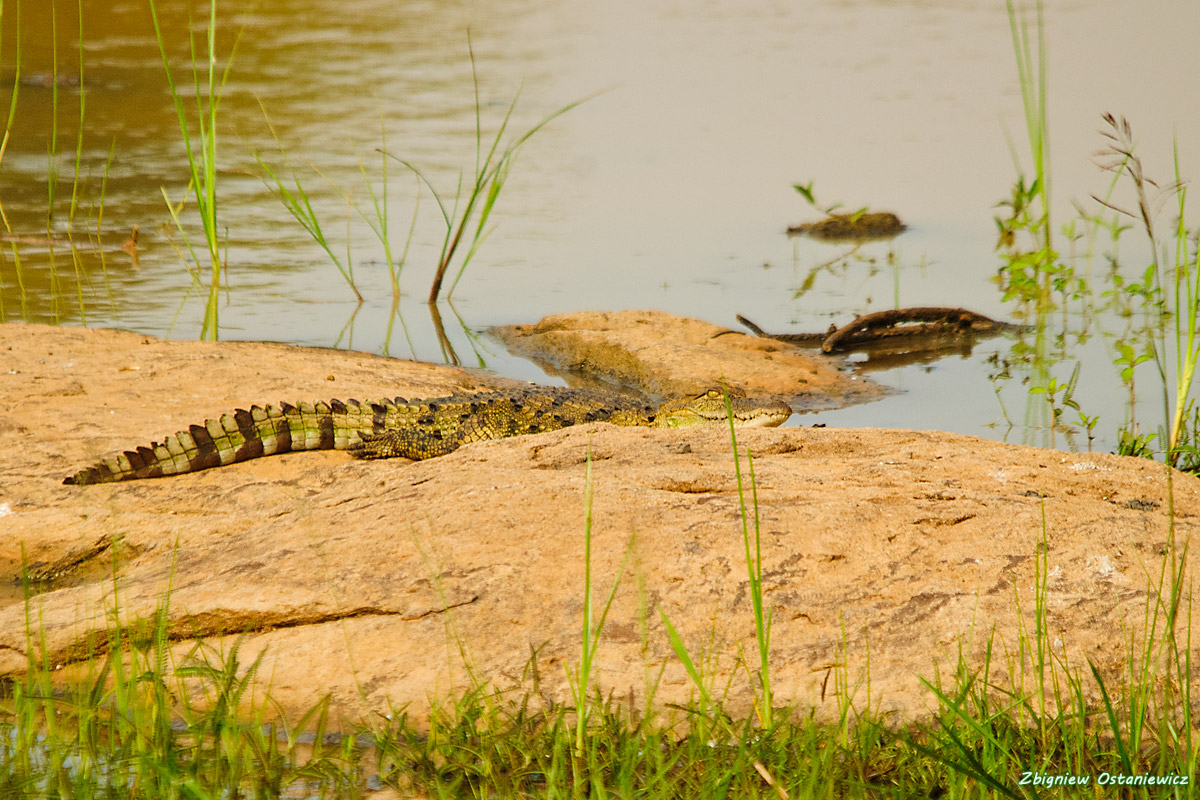 Krokodyl błotny (Crocodylus palustris) - Sri Lanka