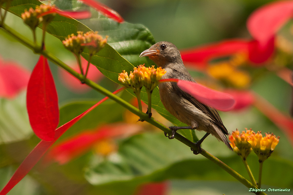 Pale-billed Flowerpecker (ceylonense) (Dicaeum erythrorhynchos ceylonense) - Sri Lanka