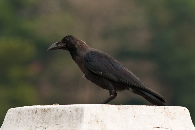 Wrona wielkodzioba (Corvus macrorhynchos) - Sri Lanka