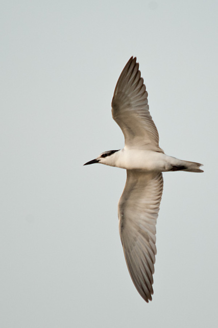 Common Tern (minussensis) - Sri Lanka