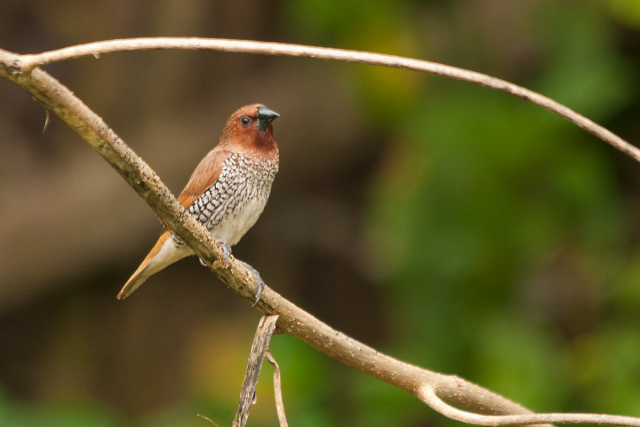 Mniszka muszkatowa (Lonchura punctulata) - Sri Lanka