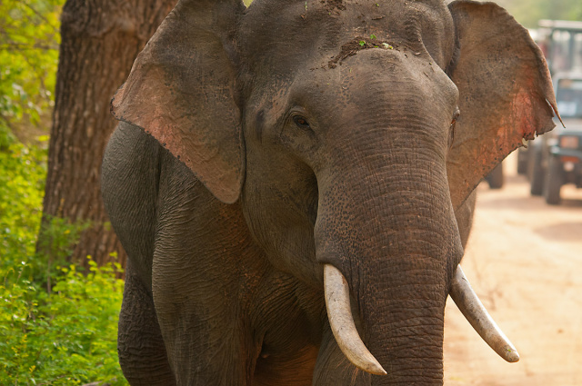Słoń indyjski (Elephas maximus) - Sri Lanka