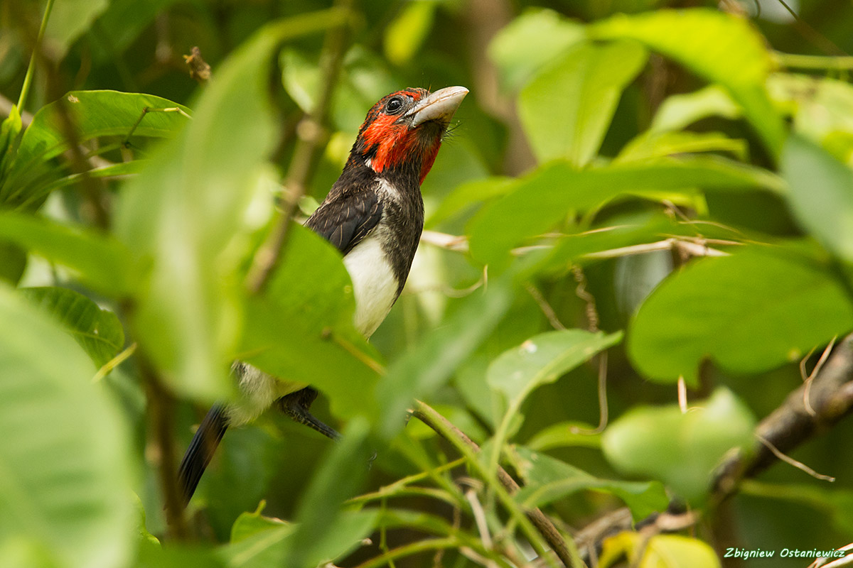  Wąsal czerwonogłowy (Pogonornis melanopterus) - Kenia