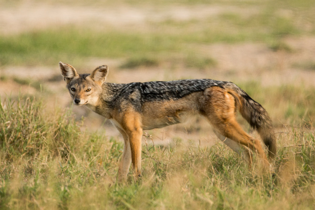Szakal pręgowany (Canis adustus) - Kenia