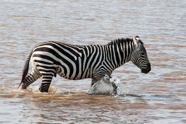 Zebra stepowa  (Equus quagga) - Kenia