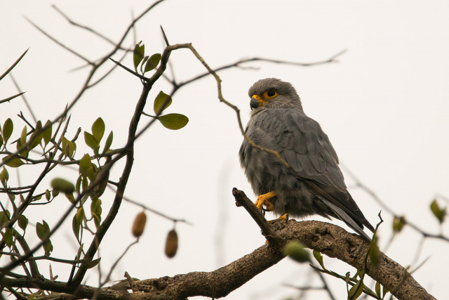  Pustułka ciemna (Falco ardosiaceus) - Kenia