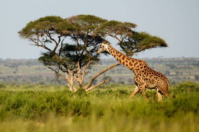 Żyrafa (Giraffa camelopardalis) - Kenia