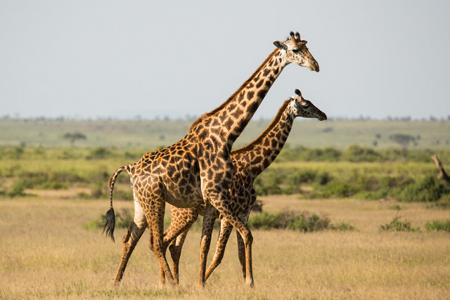 Żyrafa (Giraffa camelopardalis) - Kenia