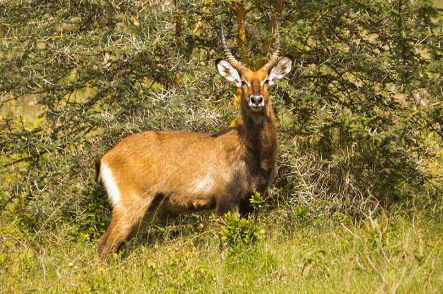 Kob śniady (Kobus ellipsiprymnus) - Kenia