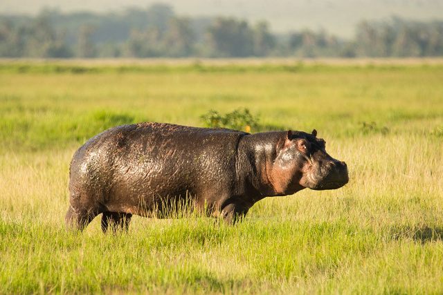 Hipopotam nilowy (Hippopotamus amphibius) - Kenia