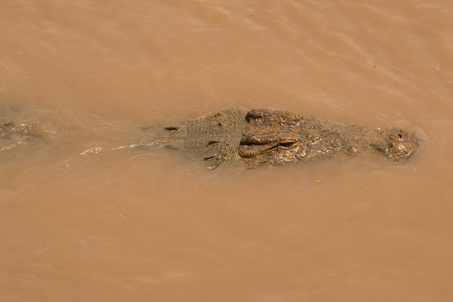 Krokodyl nilowy (Crocodylus niloticus) - Kenia