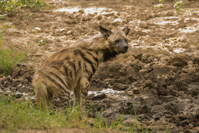 Hiena pręgowana (Hyaena hyaena) - Kenia