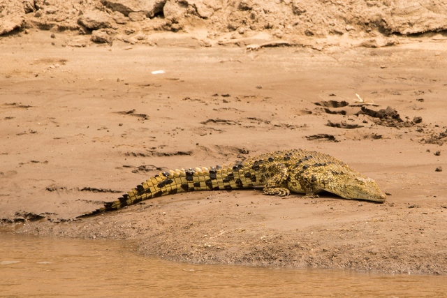 Krokodyl nilowy (Crocodylus niloticus) - Kenia