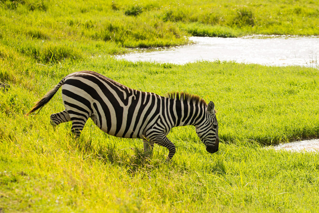 Zebra stepowa  (Equus quagga) - Kenia