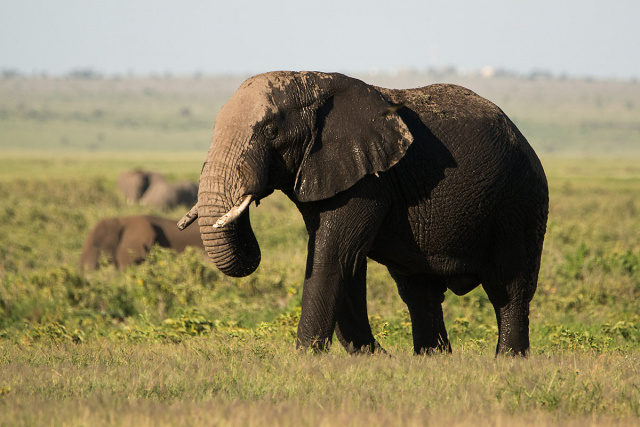 Słoń afrykański (Loxodonta africana) - Kenia