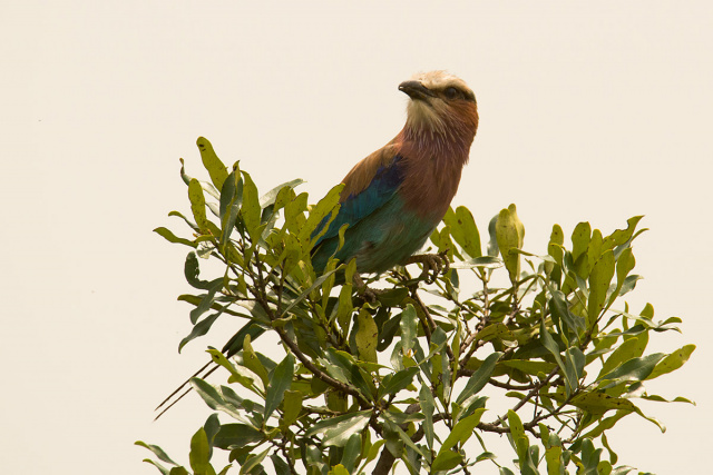 Kraska liliowopierśna ( Coracias caudatus) - Kenia