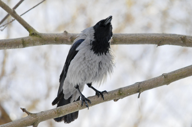 Wrona (Corvus corone) 
