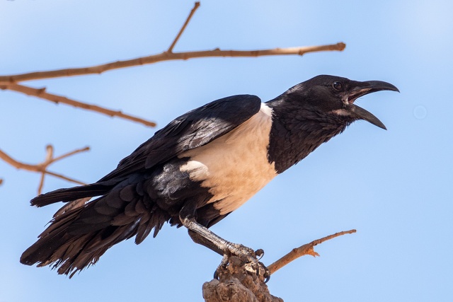 Kruk srokaty (Corvus albus) - Gambia 