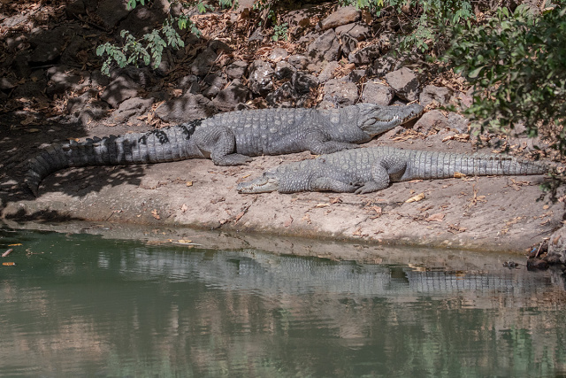 Krokodyle nilowe (Crocodylus niloticus) - Gambia