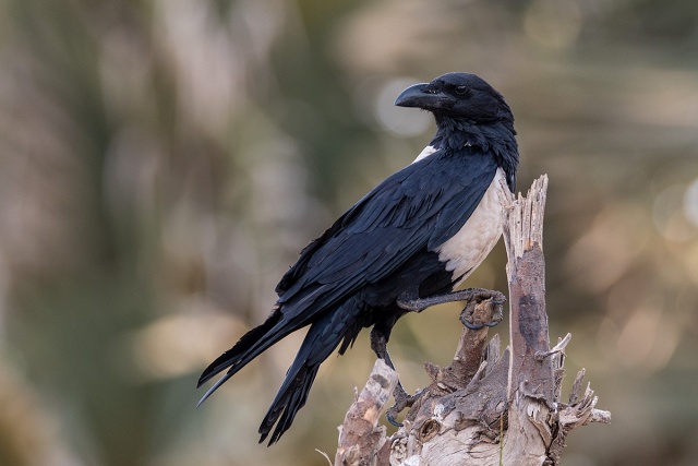 Kruk srokaty (Corvus albus) - Gambia
