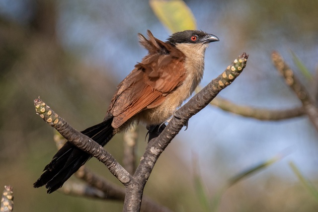 Kukal senegalski (Centropus senegalensis) - Gambia