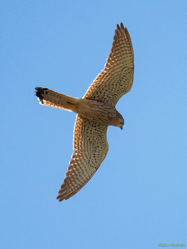 Pustułka  (Falco tinnunculus) - Gruzja