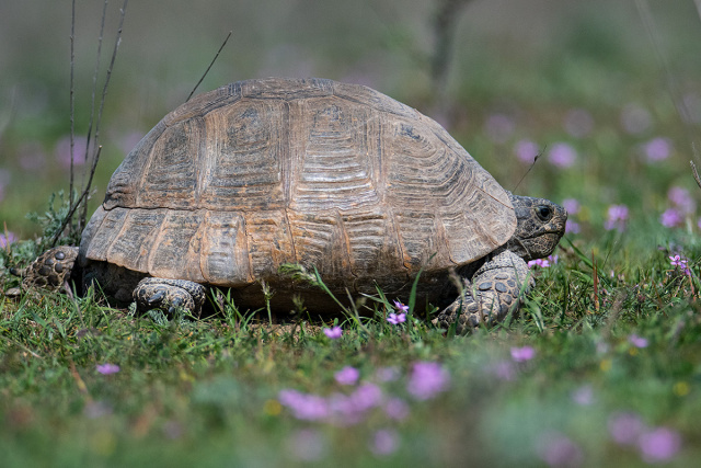 Żółw stepowy (Testudo horsfieldii) - Gruzja