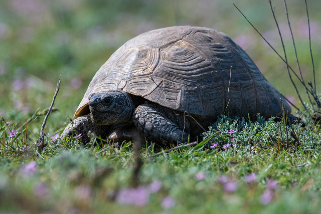 Żółw stepowy (Testudo horsfieldii) - Gruzja