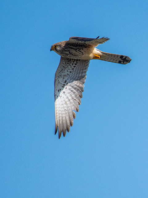 Pustułeczka  (Falco naumanni) - Gruzja