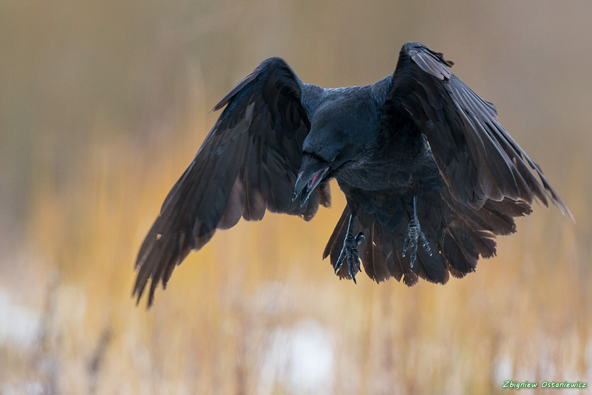 Kruk  (Corvus corax)