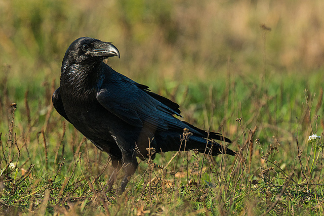 Kruk (Corvus corax) 