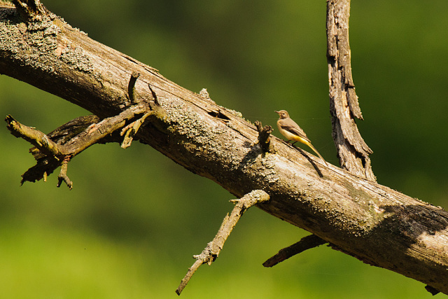 Pliszka górska (Motacilla cinerea)