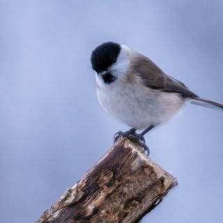 Sikora uboga (Parus palustris)