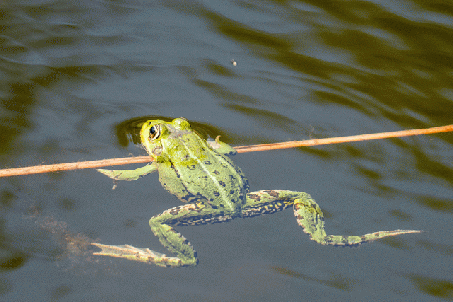 Żaba jeziorkowa (Pelophylax lessonae)