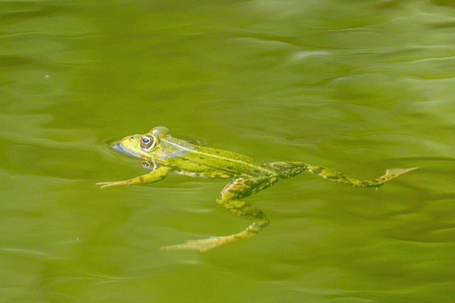 Żaba jeziorkowa (Pelophylax lessonae)