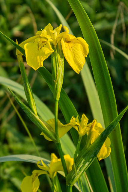 Kosaciec żółty, irys (Iris pseudacorus L.)