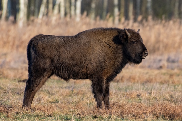Żubr europejski (Bison bonasus)
