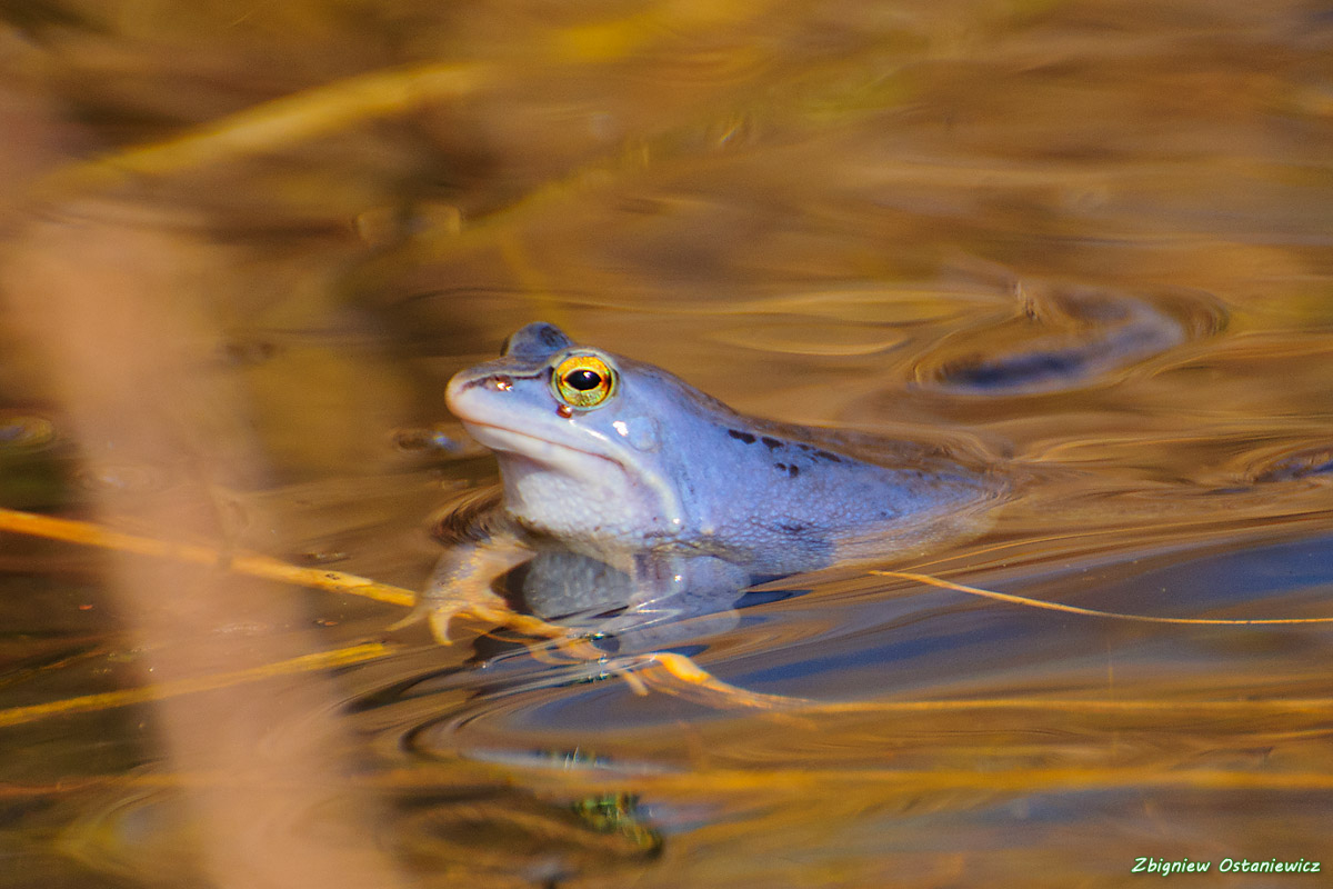 Żaba moczarowa (Rana arvalis)