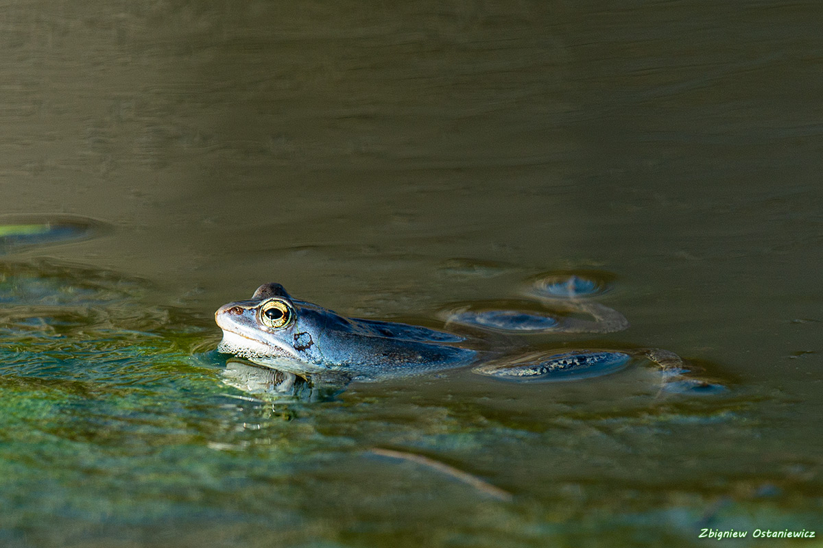 Żaba moczarowa (Rana arvalis) 