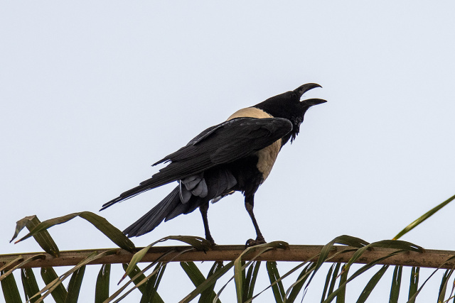 Kruk srokaty (Corvus albus) - Senegal