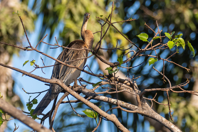 Wężówka afrykańska (Anhinga rufa) - Senegal 