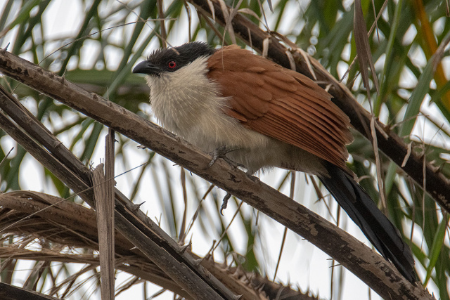 Kukal senegalski (Centropus senegalensis) - Senegal
