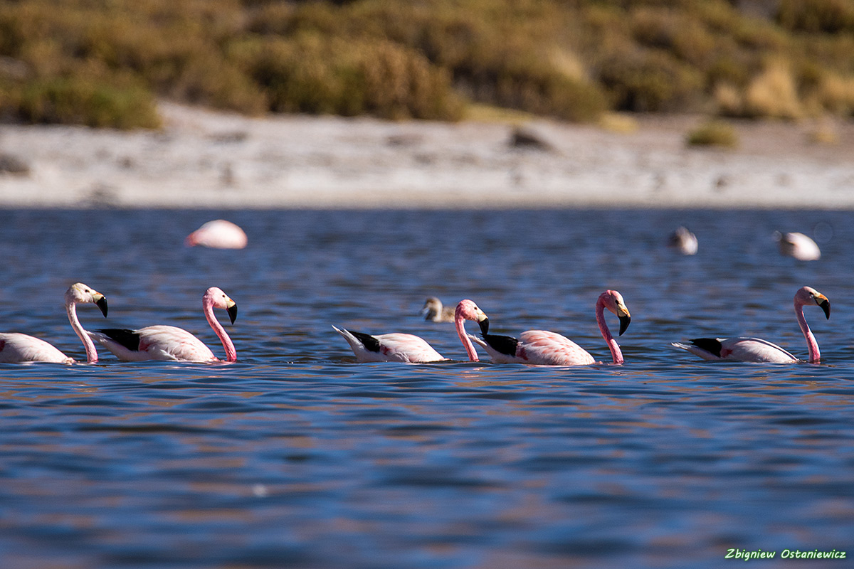 Flamingi andyjskie (Phoenicoparrus andinus) - Chile