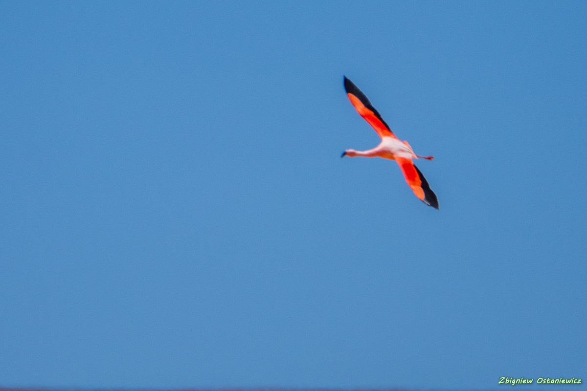 Flaming krótkodzioby (Phoenicoparrus jamesi) - Boliwia