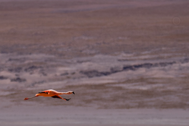 Flaming krótkodzioby (Phoenicoparrus jamesi) - Boliwia