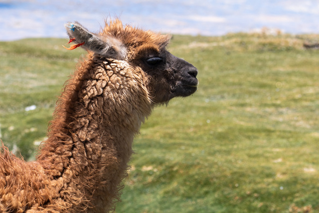 Lama andyjska (Lama glama, Lama guanicoe) - Boliwia