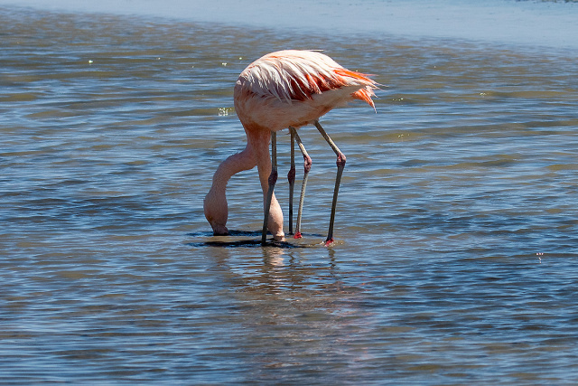 Flamingi chilijskie (Phoenicopterus chilensis) - Chile