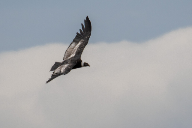 Kondor wielki (Vultur gryphus) - Argentyna